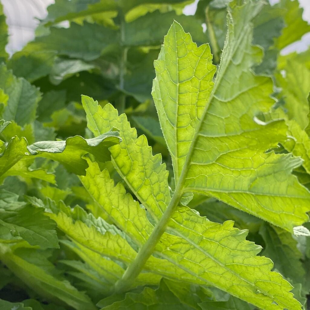 1AE2CC96 5843 407F BB54 6B0025802DBD 1025x1024 1