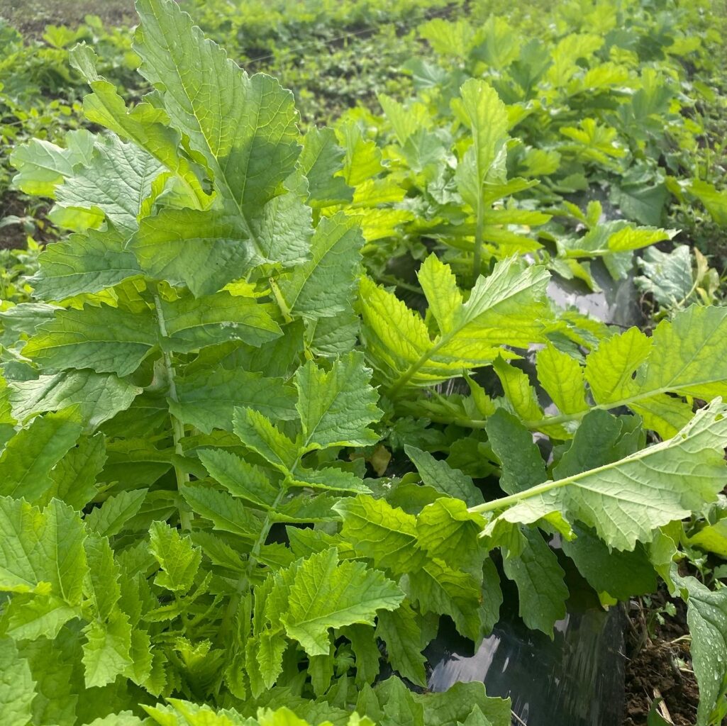 431F80AC FC47 4222 B389 6F4EEF99044E 1025x1024 1