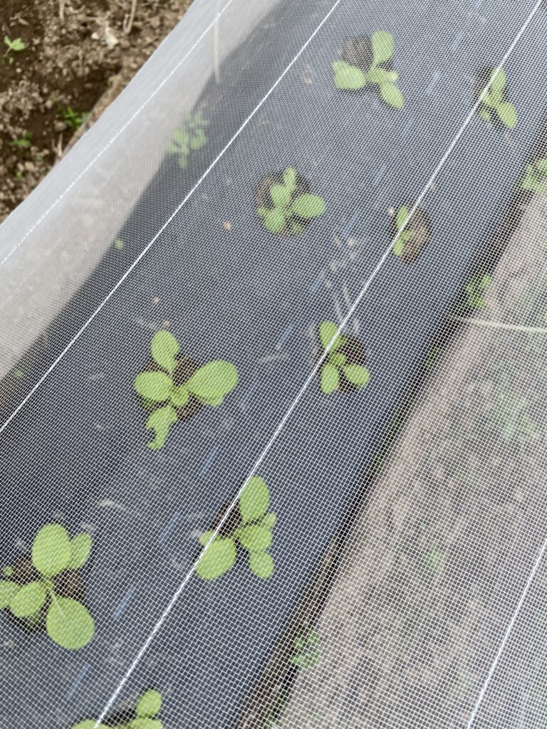 6C4BA98B A52F 4511 8AED 0F7ABF1E3F8D 768x1024 1