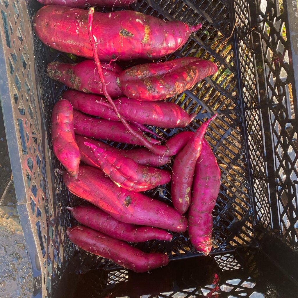 8C4963F7 011E 44BE ACA8 5EB81B4953D3 1025x1024 1