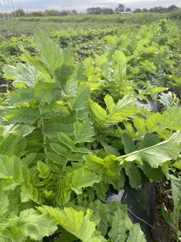 A8116D46 4CB3 46CD BEAB 15398AB3D13E 768x1024 1