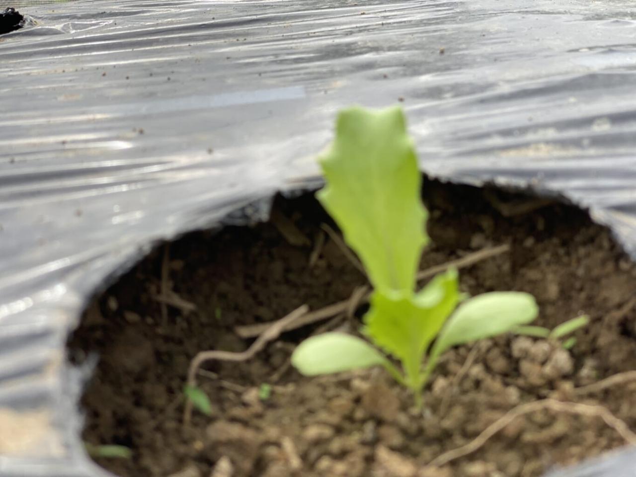 C2FB19D5 C78E 496B 9B80 8AD63525E30F 1365x1024 1