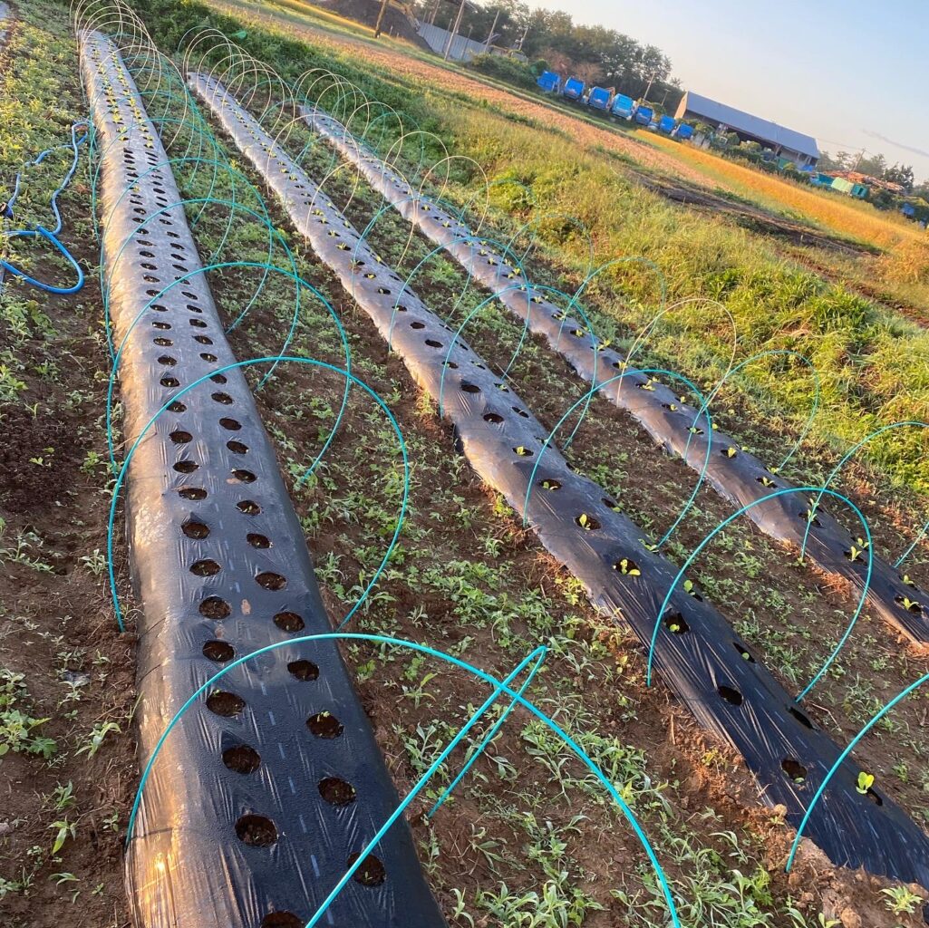 CF3D6A77 6BA9 4EAD 9B00 3CCBD0254B51 1025x1024 1